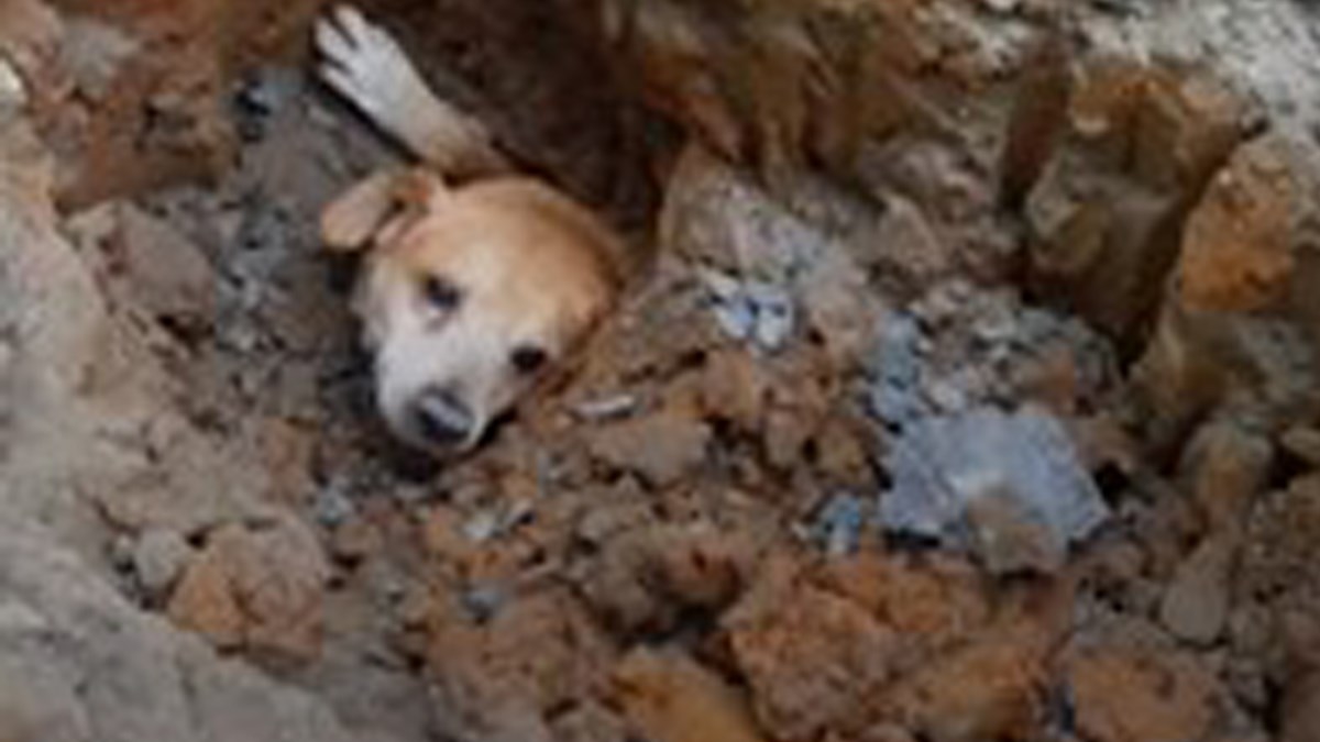 Ovaj pas zaglavio se duboko ispod zemlje, no njegov vlasnik nije odustao